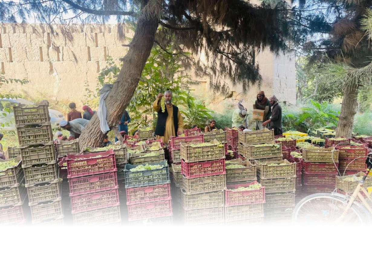 Commercial orchard and stacked produce crates