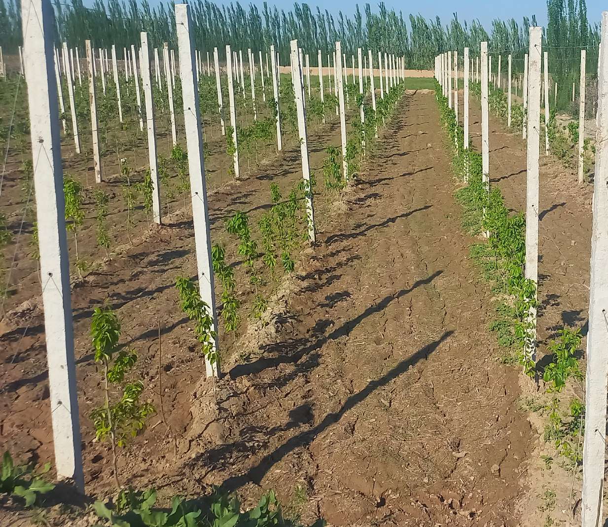 Demonstration orchard rows under structured planting
