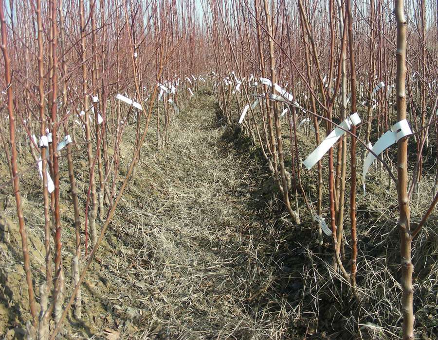 Nursery rows during winter-season management
